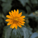 The Amazing Benefits of Arnica for Hair and Skin