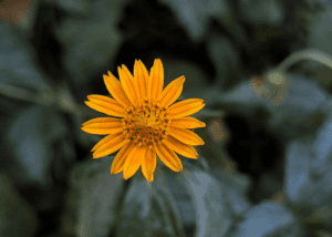 Read more about the article The Amazing Benefits of Arnica for Hair and Skin