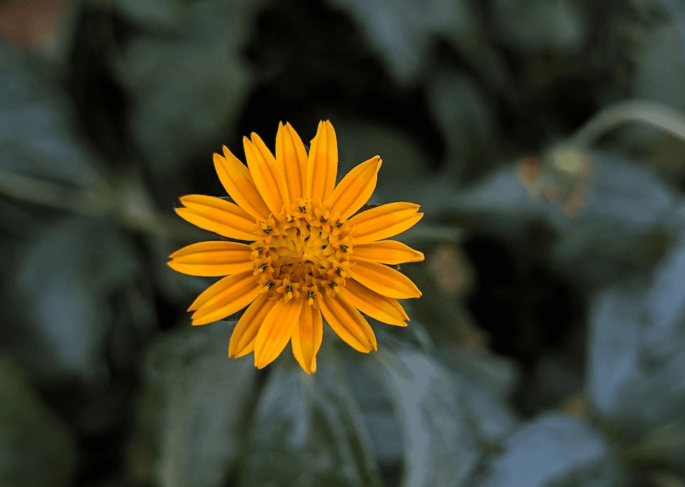 You are currently viewing The Amazing Benefits of Arnica for Hair and Skin